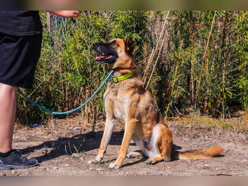 Peace, Mix Schäferhund / Malinois - freundlich und sozial
