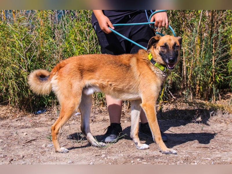 Peace, Mix Schäferhund / Malinois - freundlich und sozial