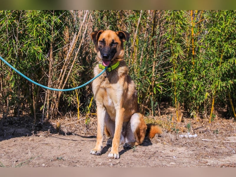 Peace, Mix Schäferhund / Malinois - freundlich und sozial