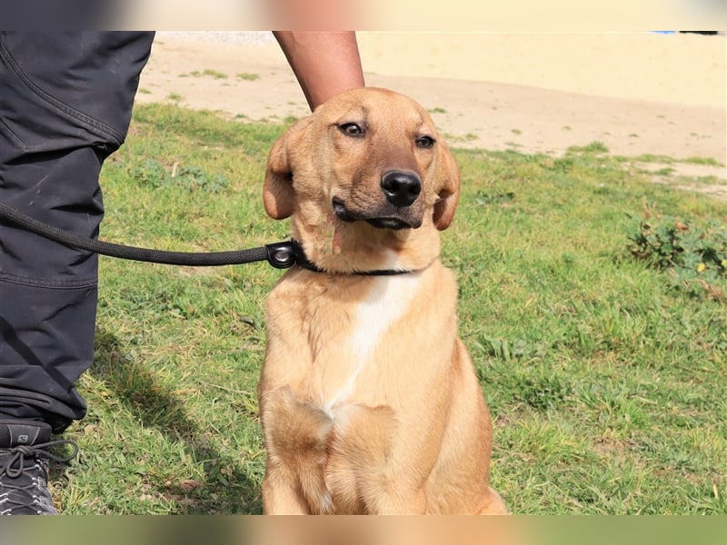 Puik, Mix Schäferhund / Labrador, lieb und verträglich