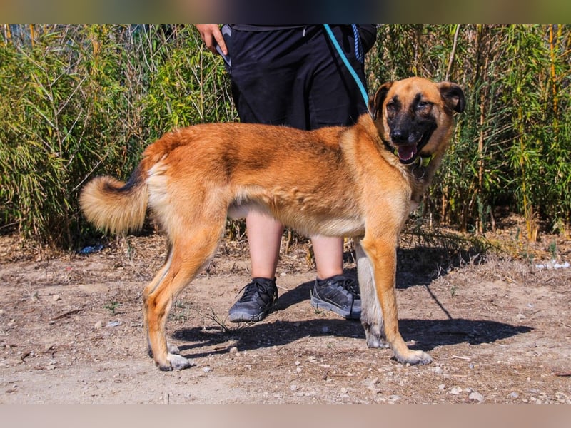 Peace, Mix Schäferhund / Malinois - freundlich und sozial