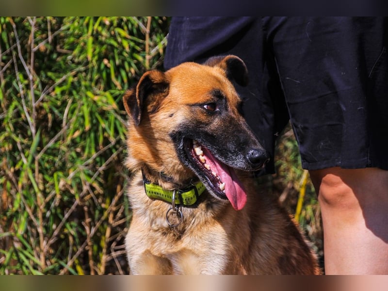 Peace, Mix Schäferhund / Malinois - freundlich und sozial