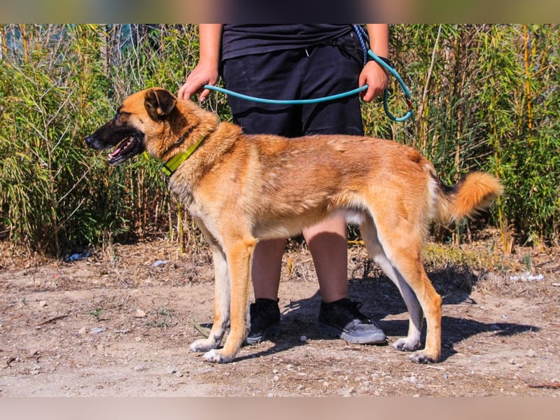 Peace, Mix Schäferhund / Malinois - freundlich und sozial