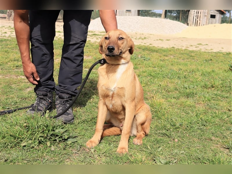 Puik, Mix Schäferhund / Labrador, lieb und verträglich