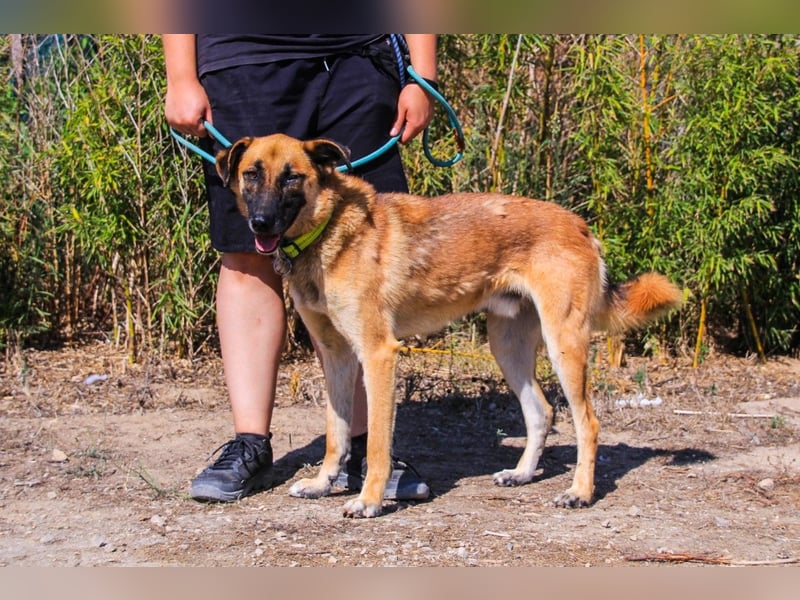 Peace, Mix Schäferhund / Malinois - freundlich und sozial
