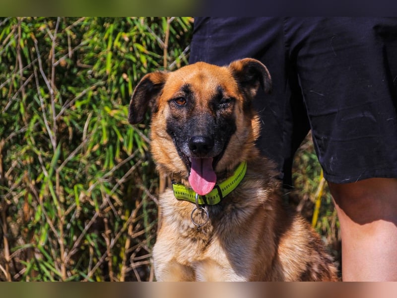Peace, Mix Schäferhund / Malinois - freundlich und sozial