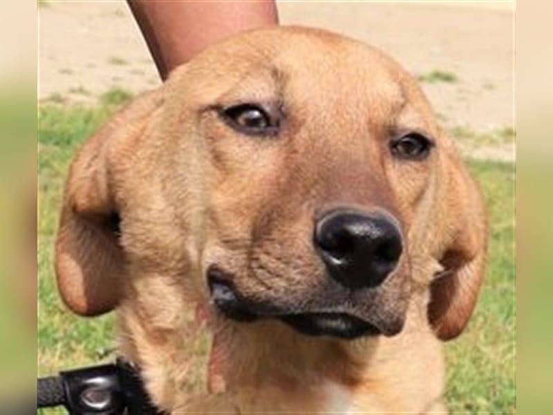 Puik, Mix Schäferhund / Labrador, lieb und verträglich