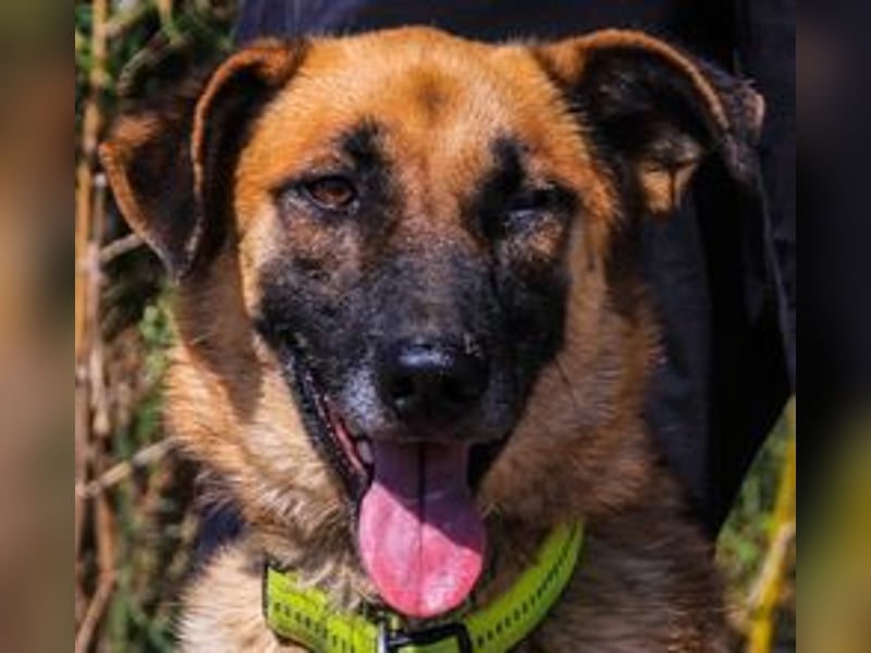 Peace, Mix Schäferhund / Malinois - freundlich und sozial