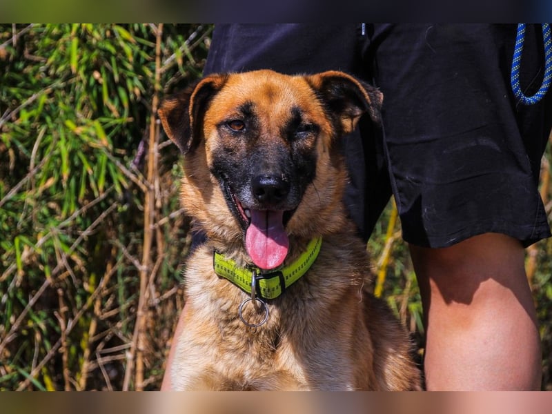 Peace, Mix Schäferhund / Malinois - freundlich und sozial