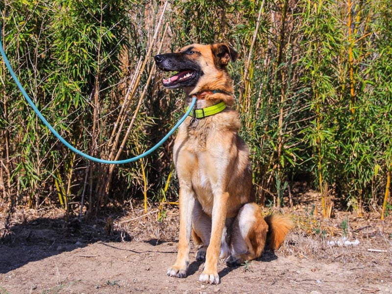 Peace, Mix Schäferhund / Malinois - freundlich und sozial
