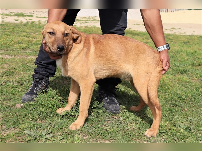 Puik, Mix Schäferhund / Labrador, lieb und verträglich