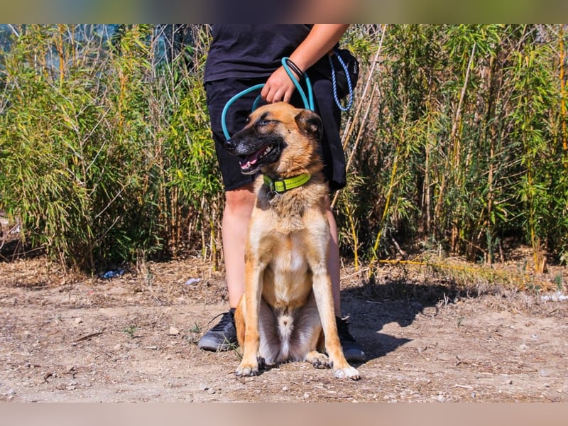 Peace, Mix Schäferhund / Malinois - freundlich und sozial