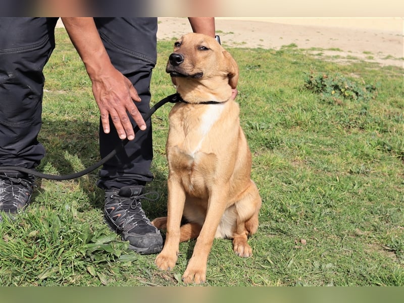 Puik, Mix Schäferhund / Labrador, lieb und verträglich
