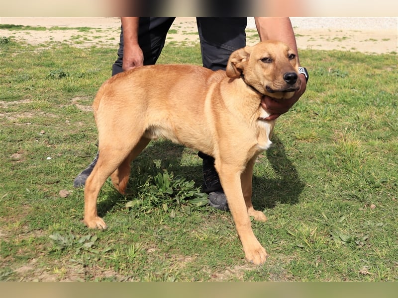 Puik, Mix Schäferhund / Labrador, lieb und verträglich