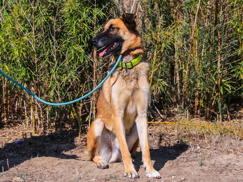 Peace, Mix Schäferhund / Malinois - freundlich und sozial