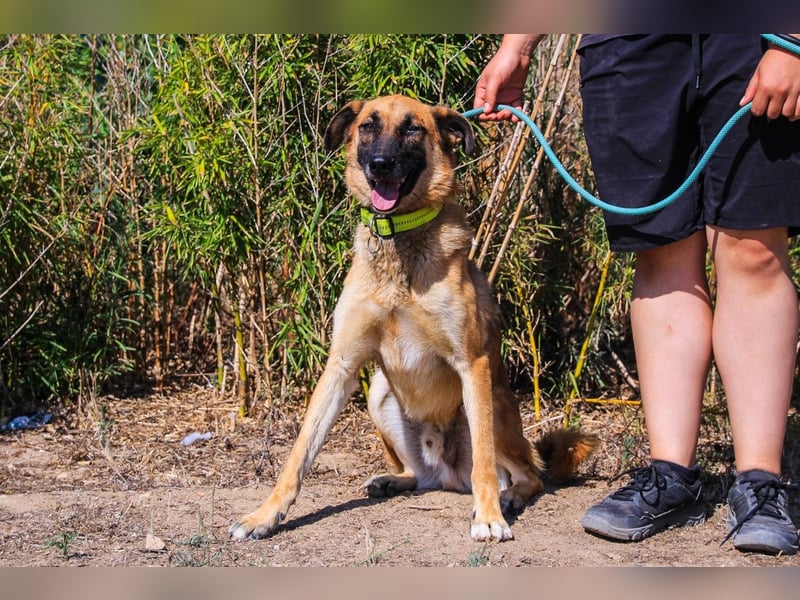 Peace, Mix Schäferhund / Malinois - freundlich und sozial