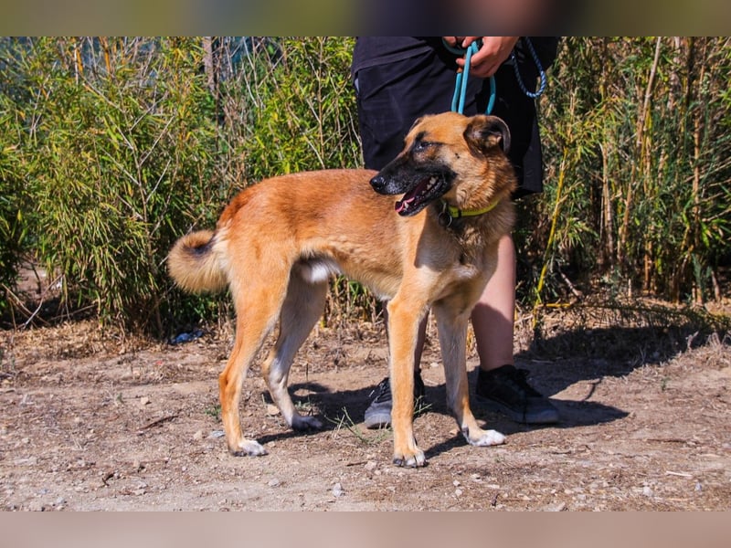 Peace, Mix Schäferhund / Malinois - freundlich und sozial