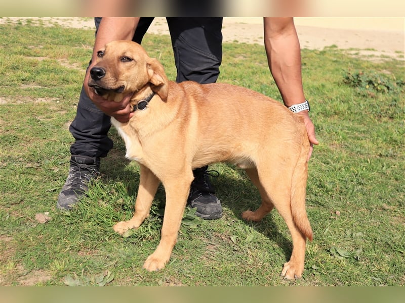 Puik, Mix Schäferhund / Labrador, lieb und verträglich