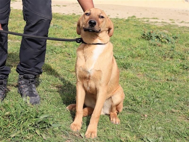 Puik, Mix Schäferhund / Labrador, lieb und verträglich