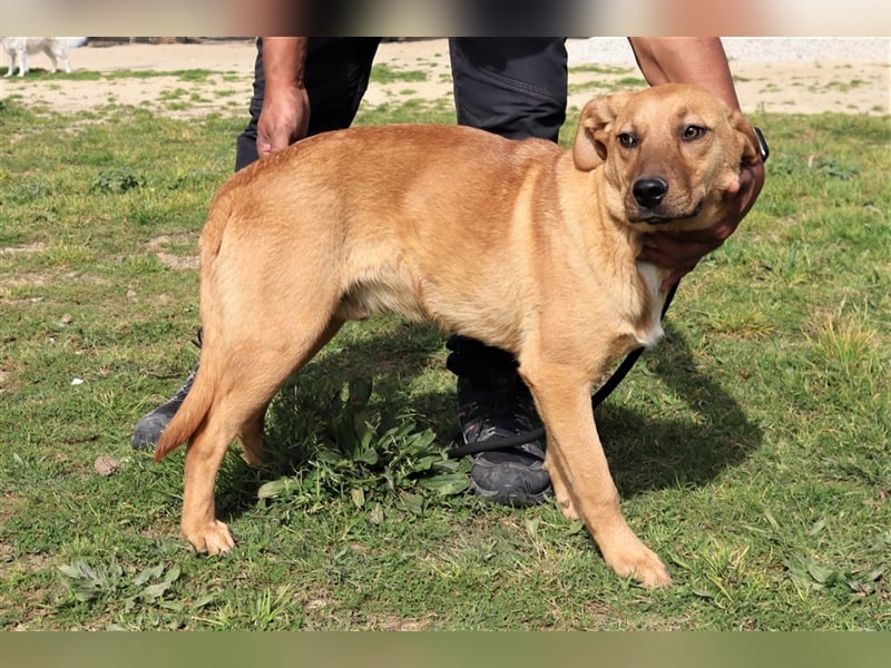 Puik, Mix Schäferhund / Labrador, lieb und verträglich