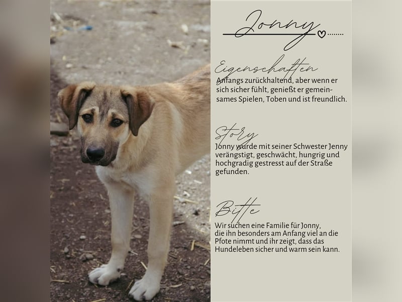 JONNY sucht ein liebes Zuhause
