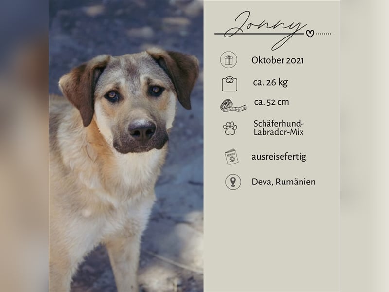 JONNY sucht ein liebes Zuhause