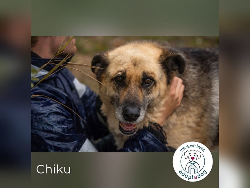 Chiku: Entspannt, entspannter, Chiku!