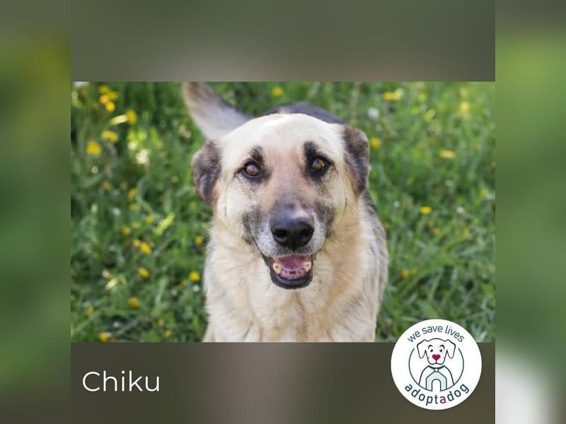 Chiku: Entspannt, entspannter, Chiku!