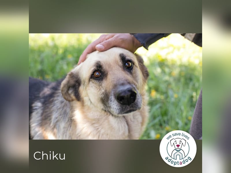 Chiku: Entspannt, entspannter, Chiku!