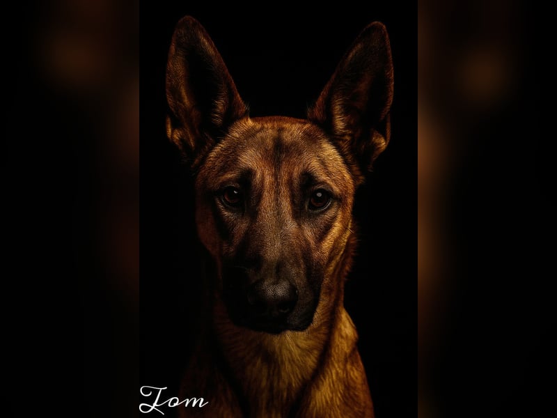 Tom, freundlich und sozial