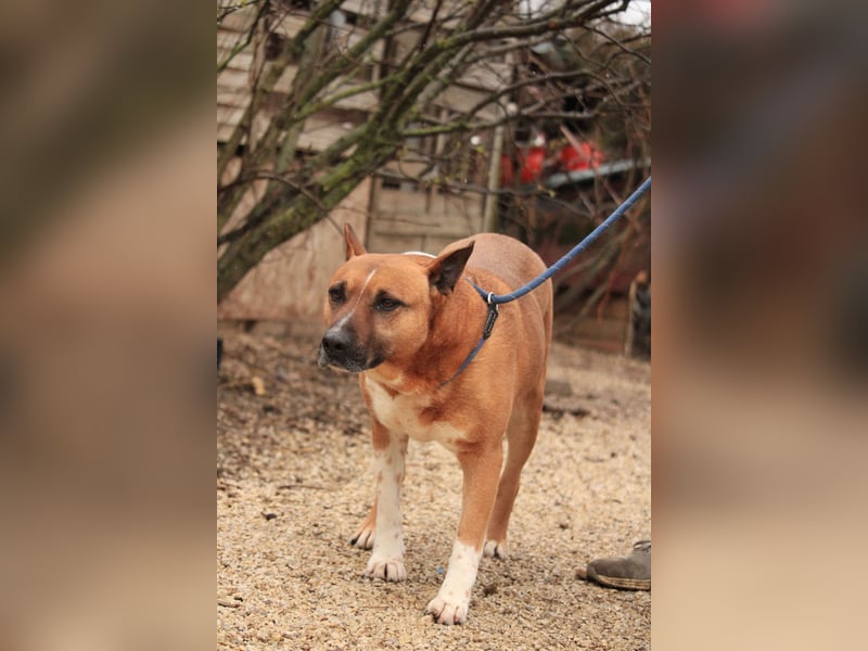 Dingo VA - Langzeitinsasse wartet auf sein Happy-End