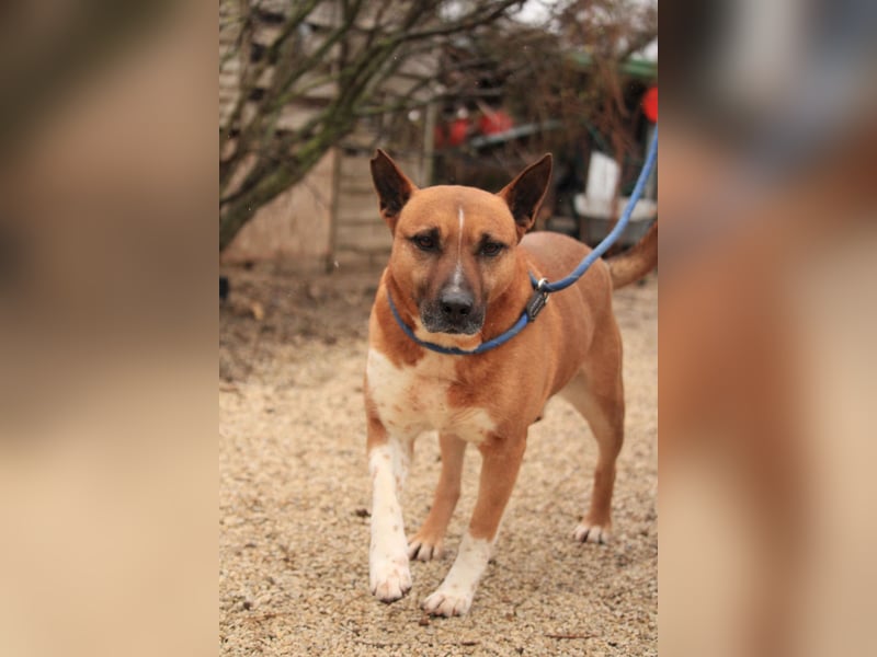 Dingo VA - Langzeitinsasse wartet auf sein Happy-End
