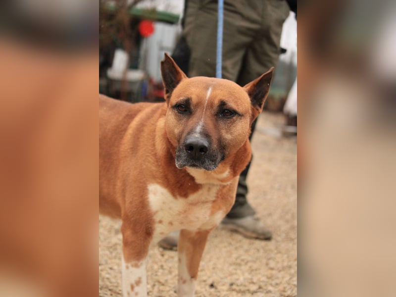 Dingo VA - Langzeitinsasse wartet auf sein Happy-End