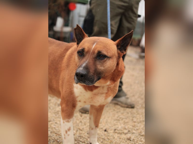 Dingo VA - Langzeitinsasse wartet auf sein Happy-End