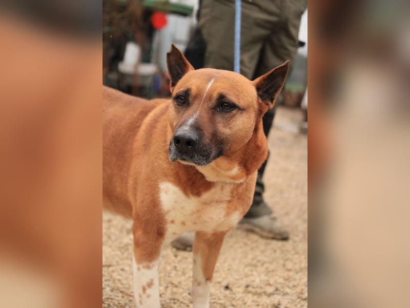 Dingo VA - Langzeitinsasse wartet auf sein Happy-End