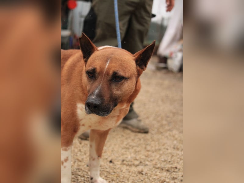 Dingo VA - Langzeitinsasse wartet auf sein Happy-End