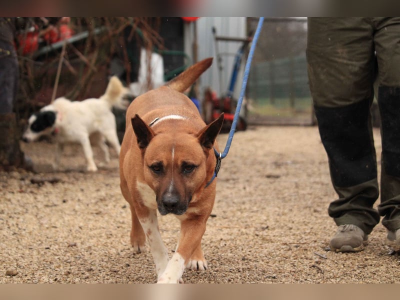 Dingo VA - Langzeitinsasse wartet auf sein Happy-End