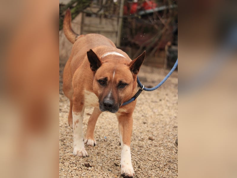 Dingo VA - Langzeitinsasse wartet auf sein Happy-End