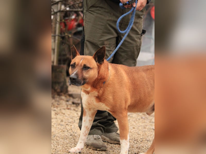 Dingo VA - Langzeitinsasse wartet auf sein Happy-End