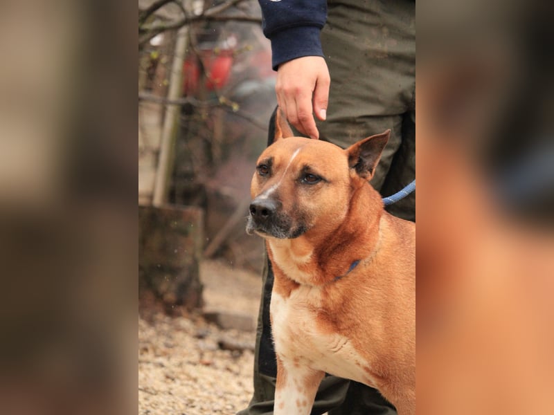 Dingo VA - Langzeitinsasse wartet auf sein Happy-End
