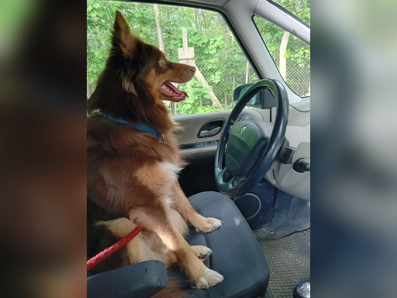 Border Collie-Schäferhund mix sucht jemanden Mut viel Geduld und Zeit
