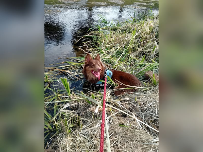 Border Collie-Schäferhund mix sucht jemanden Mut viel Geduld und Zeit