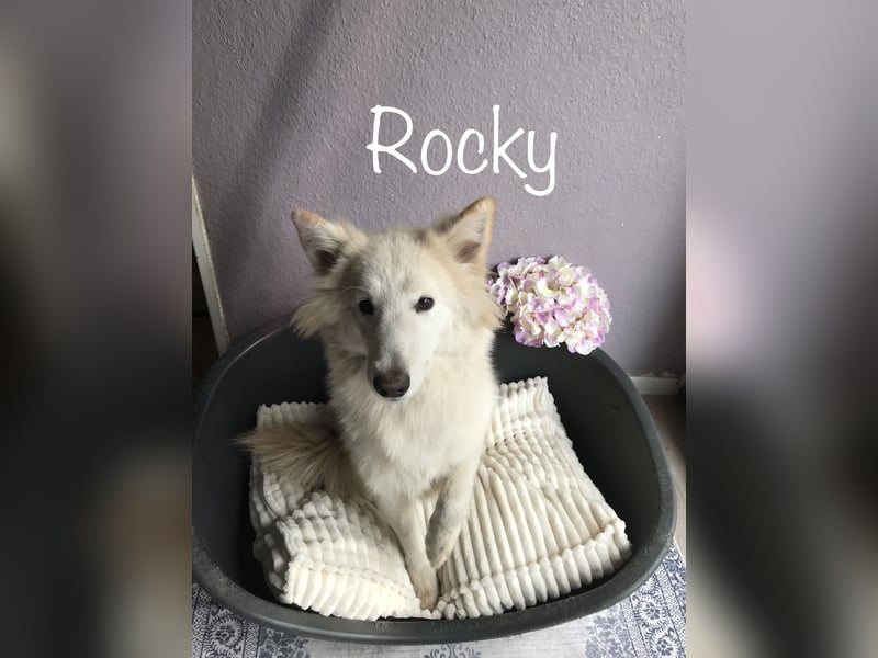 Schäferhund Siberian Husky mix Mischling Wurf Junghund Hündin Rüde
