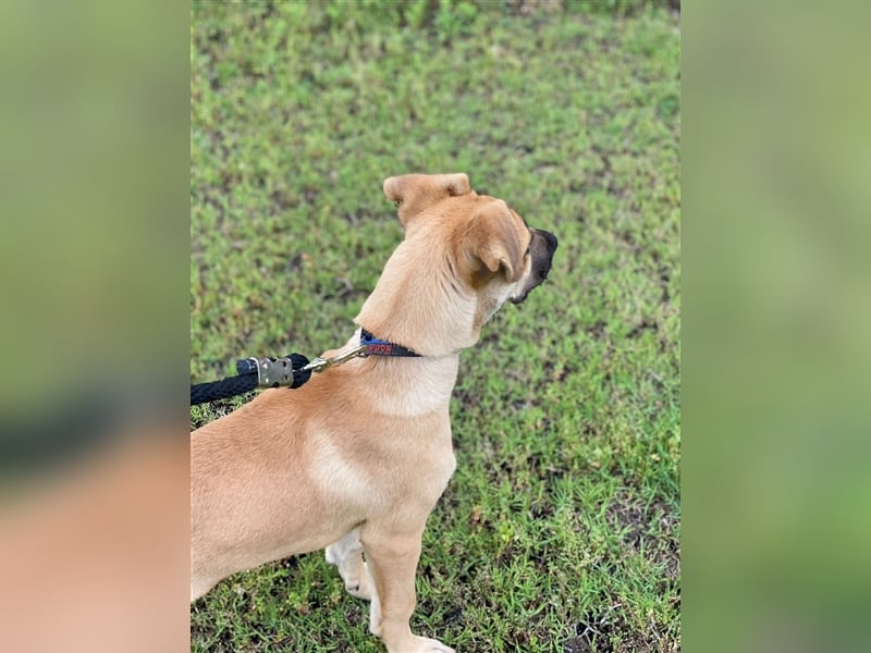 Schäferhund-Welpe Brayen sucht liebevolles Zuhause!