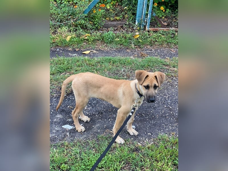 Schäferhund-Welpe Brayen sucht liebevolles Zuhause!