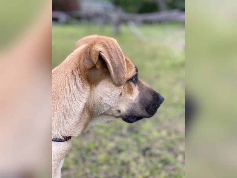 Schäferhund-Welpe Brayen sucht liebevolles Zuhause!