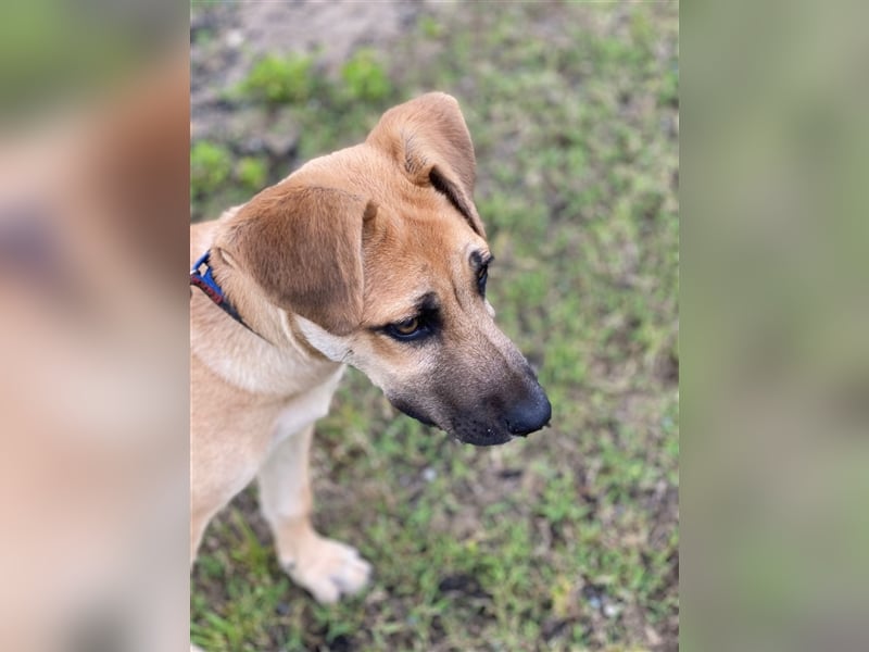 Schäferhund-Welpe Brayen sucht liebevolles Zuhause!