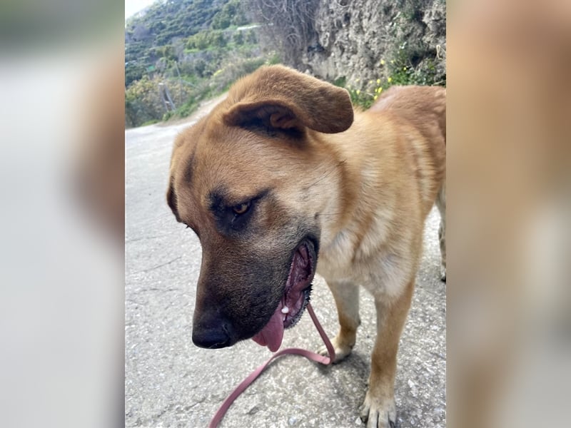 Achtung hier kommt Ares dein Traumhund