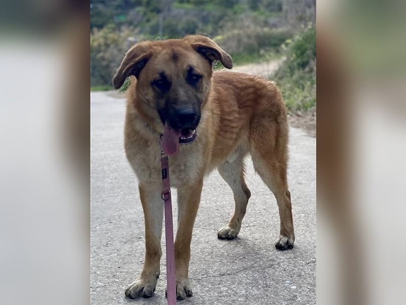 Achtung hier kommt Ares dein Traumhund