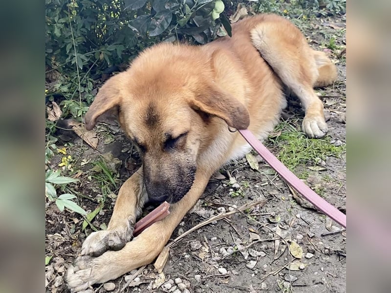 Achtung hier kommt Ares dein Traumhund